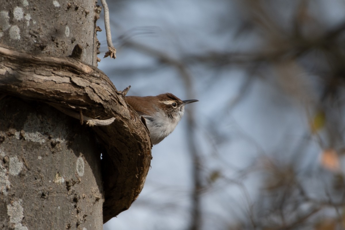 Bewick's Wren - ML629020294