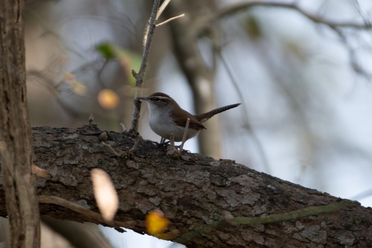 Bewick's Wren - ML629020295