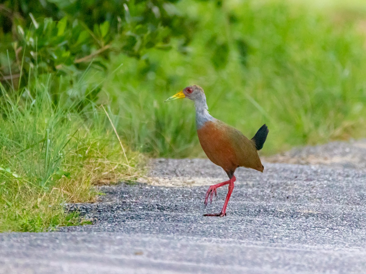Gray-cowled Wood-Rail - ML629020304