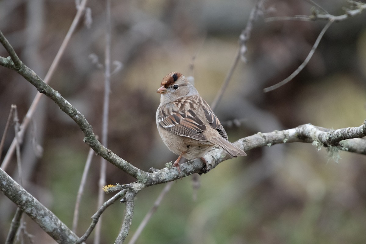 White-crowned Sparrow - ML629020387
