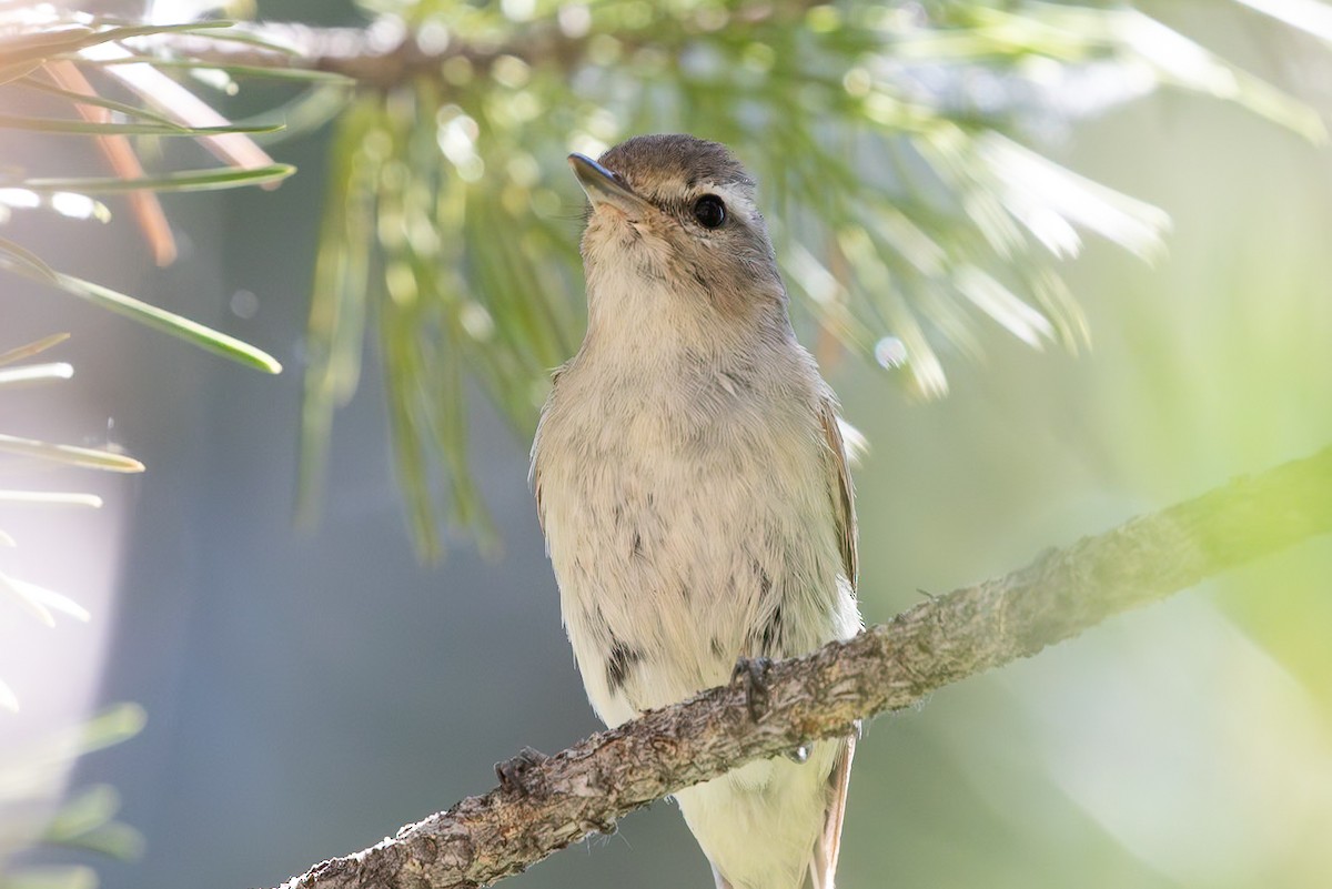 Warbling Vireo - ML629020431