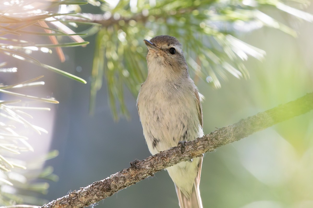 Warbling Vireo - ML629020432