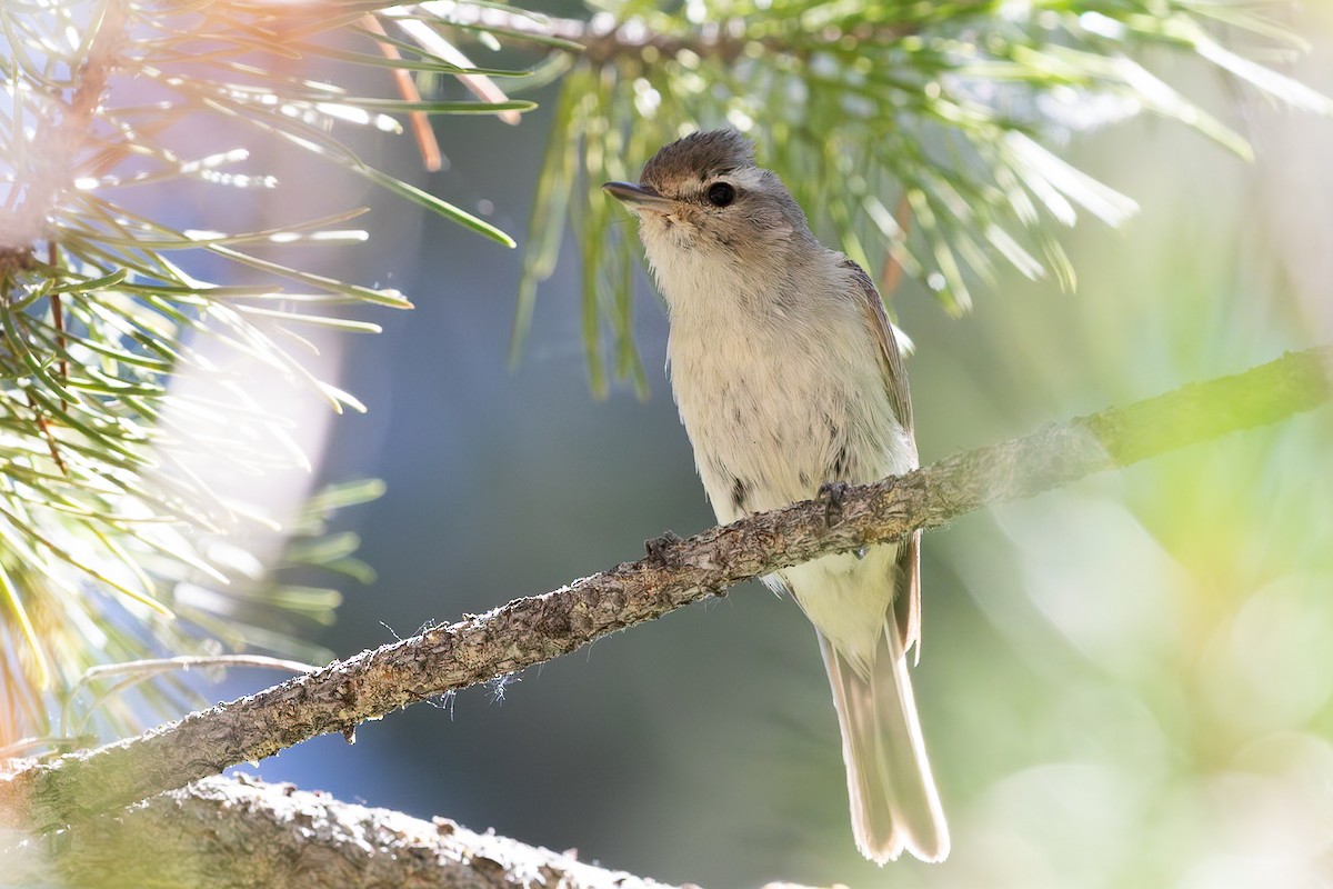 Warbling Vireo - ML629020433