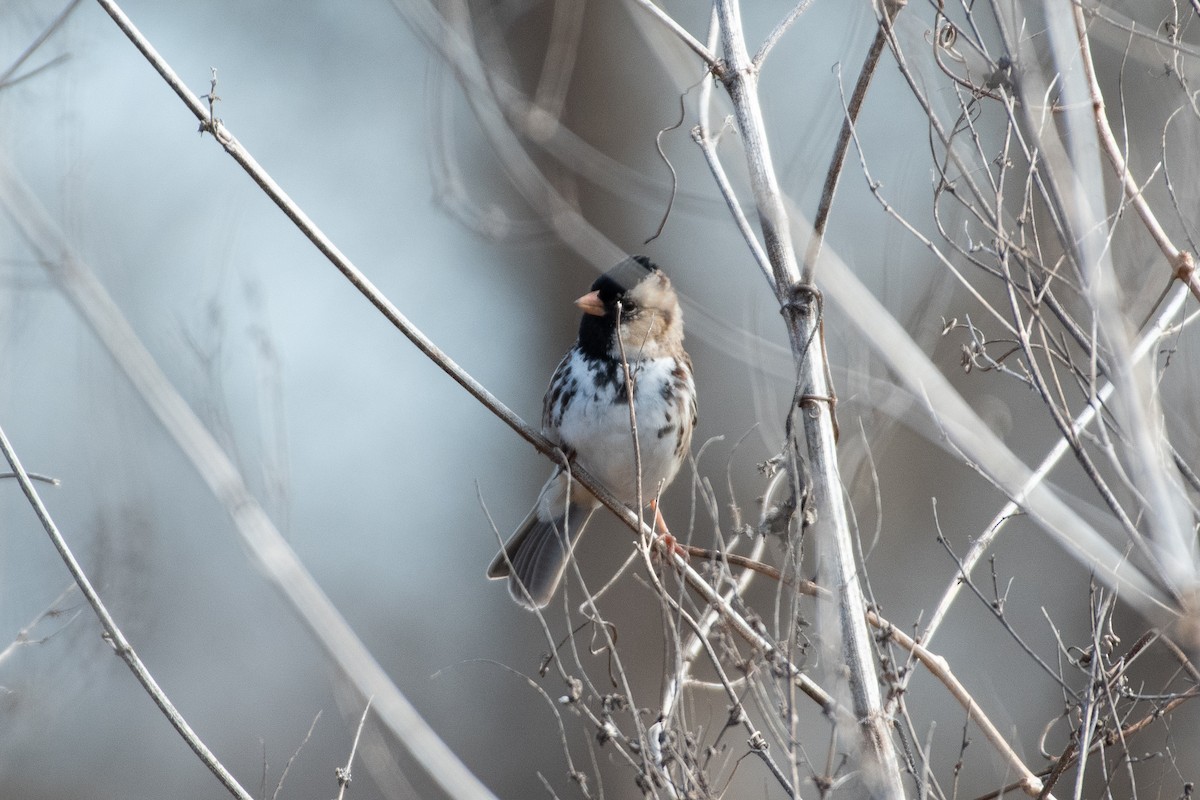 Harris's Sparrow - ML629020444