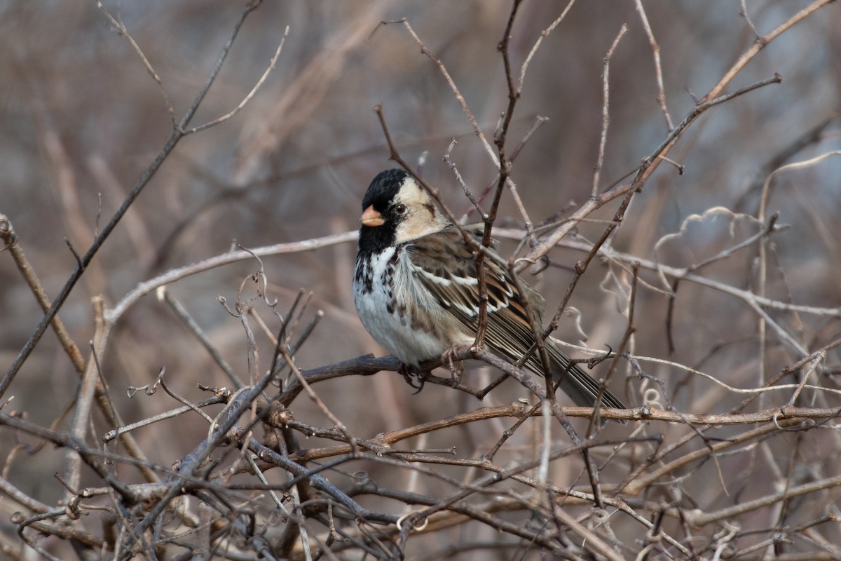 Harris's Sparrow - ML629020445