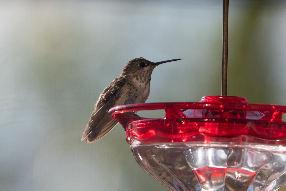 Calliope Hummingbird - ML629020471