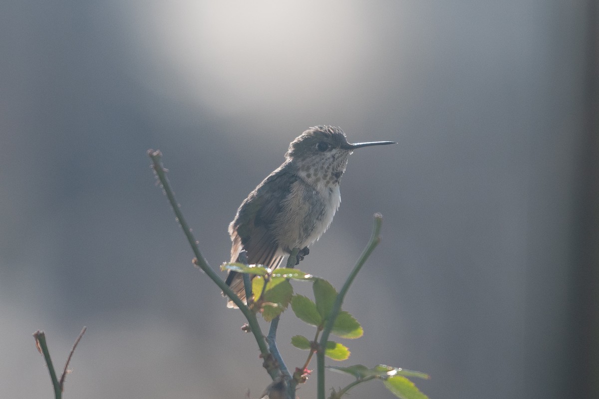 Calliope Hummingbird - ML629020472