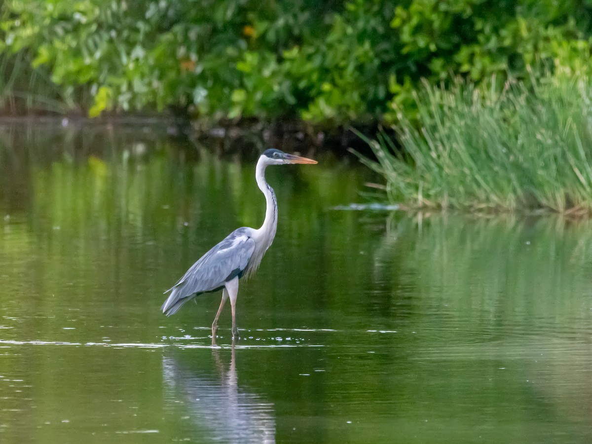 Cocoi Heron - ML629020488