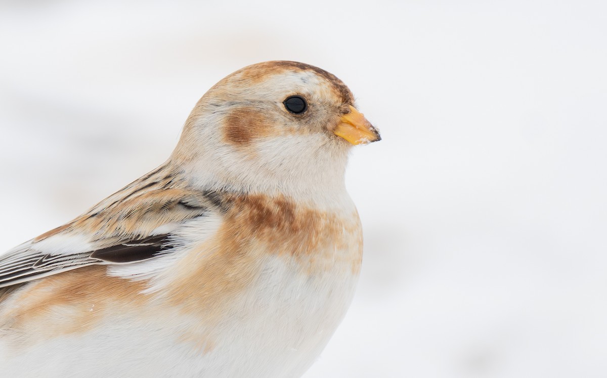 Snow Bunting - Wentao Yang