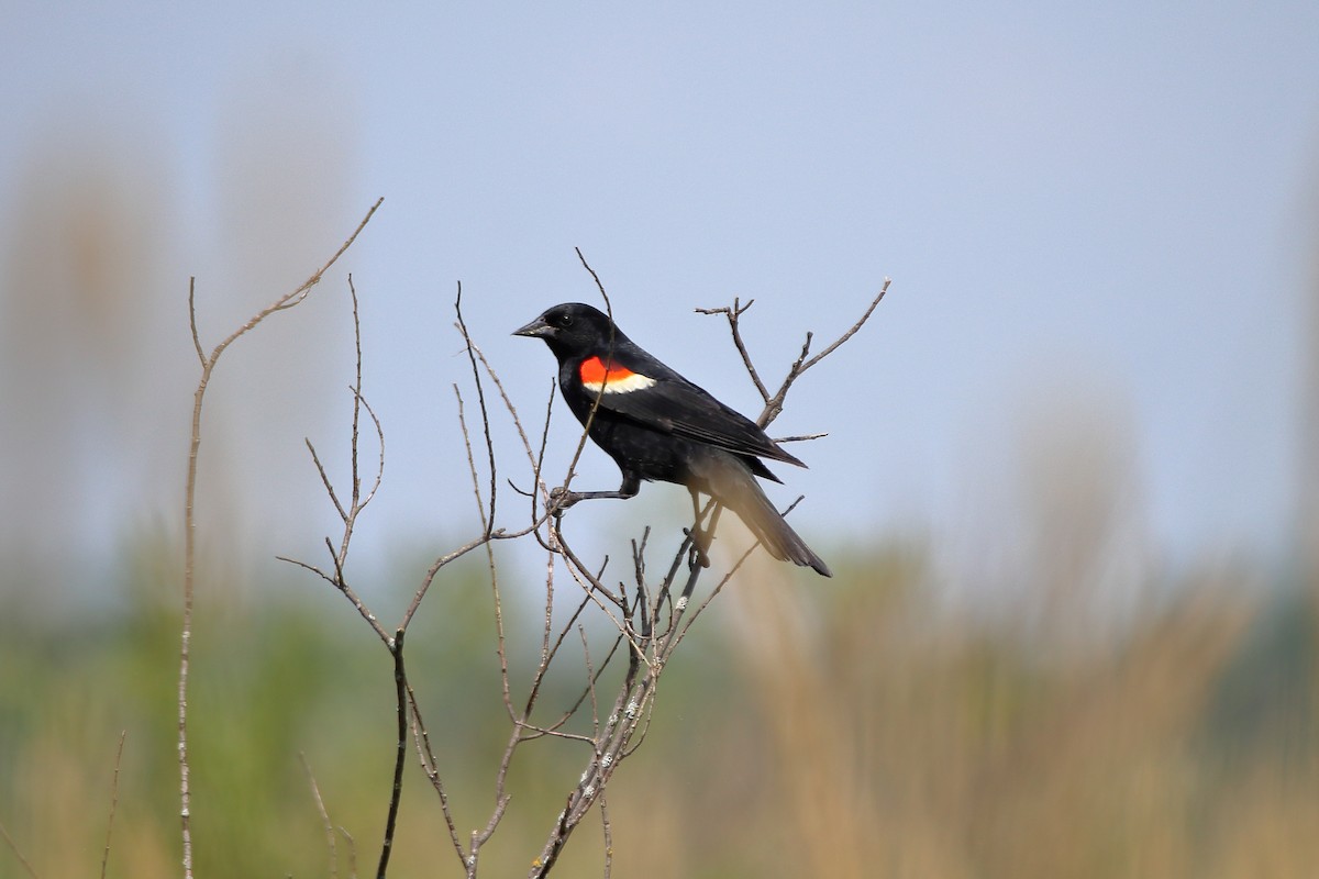 Еполетник червоноплечий [група phoeniceus] - ML629020883