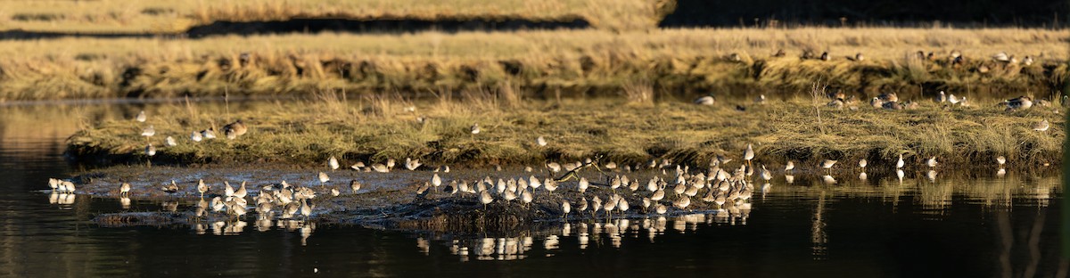Long-billed Dowitcher - ML629021023
