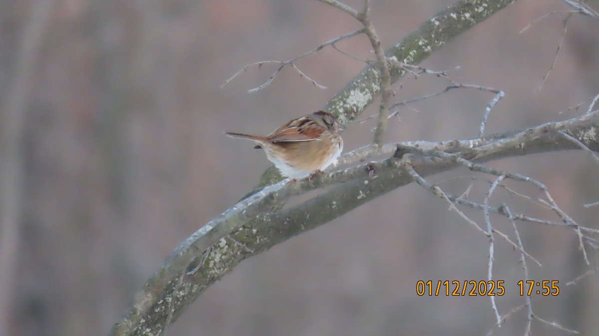 Swamp Sparrow - ML629021151