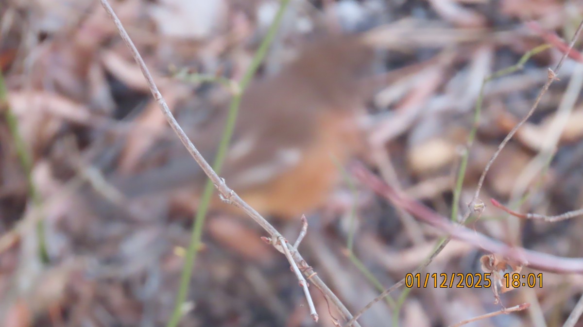 Eastern Towhee - ML629021164