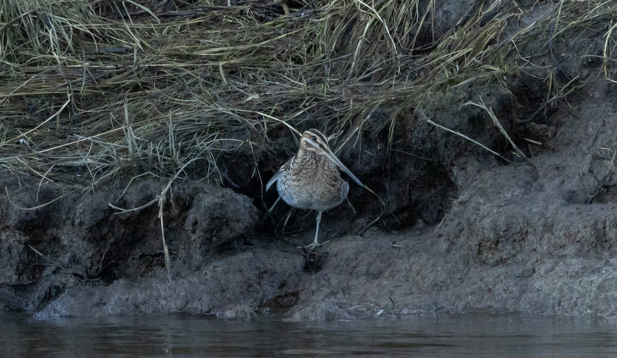 Wilson's Snipe - ML629021170