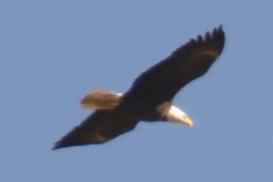 Bald Eagle - ML629021192