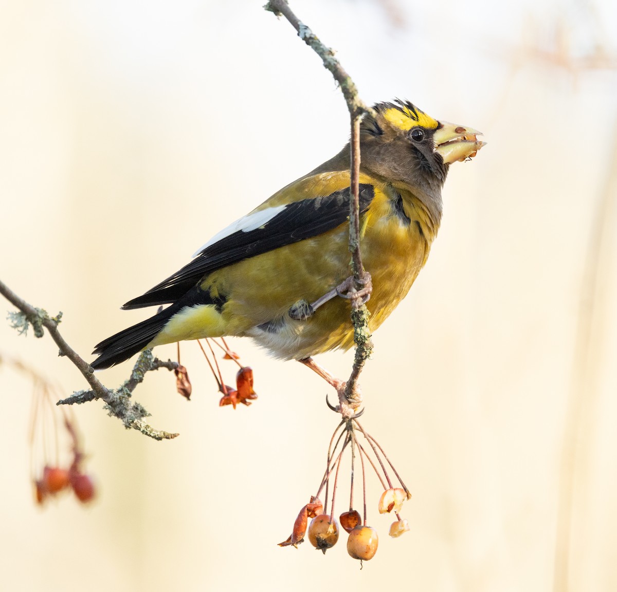 キビタイシメ - ML629021199