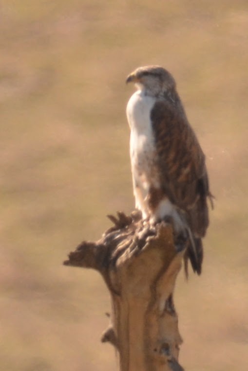 Ferruginous Hawk - ML629021232