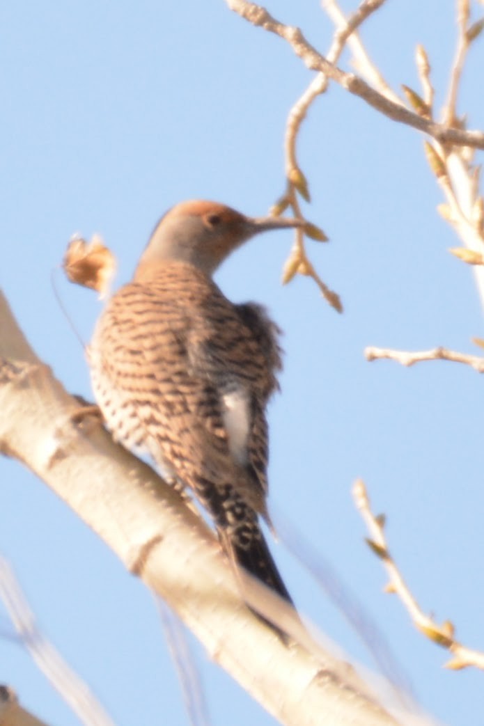 Northern Flicker - ML629021263