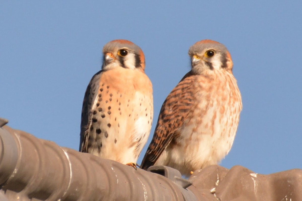 American Kestrel - ML629021295