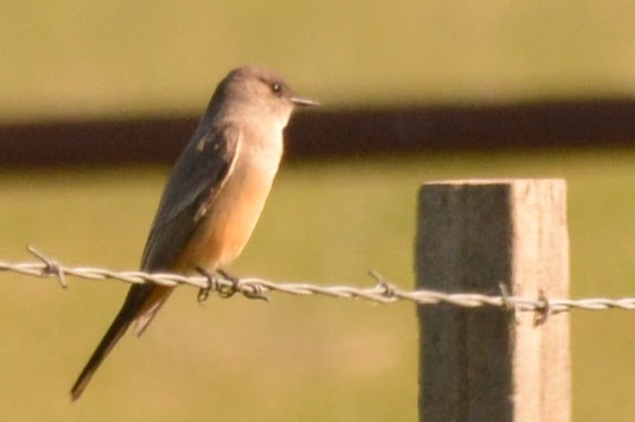 Say's Phoebe - ML629021318