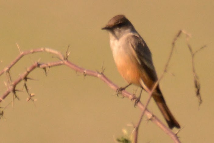 Say's Phoebe - ML629021319