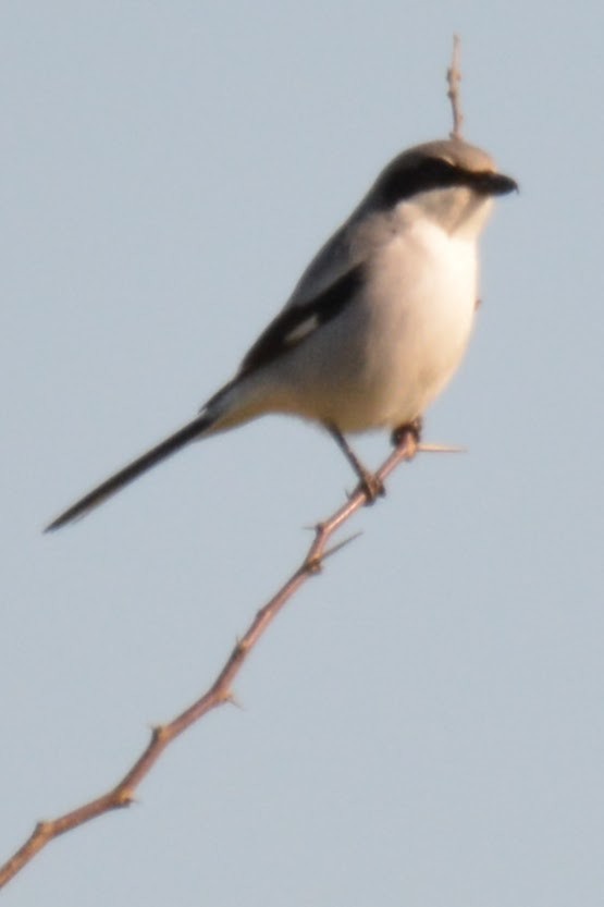 Loggerhead Shrike - ML629021332