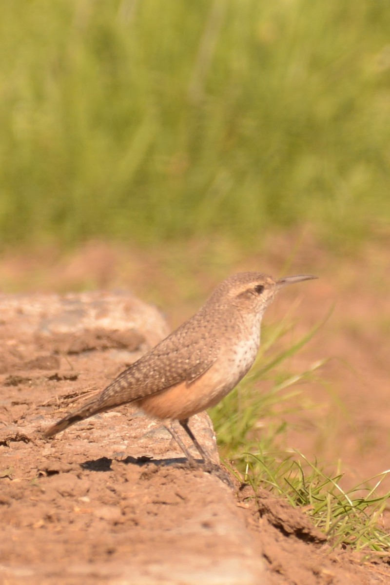 Rock Wren - ML629021350