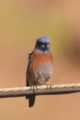 Western Bluebird - ML629021368