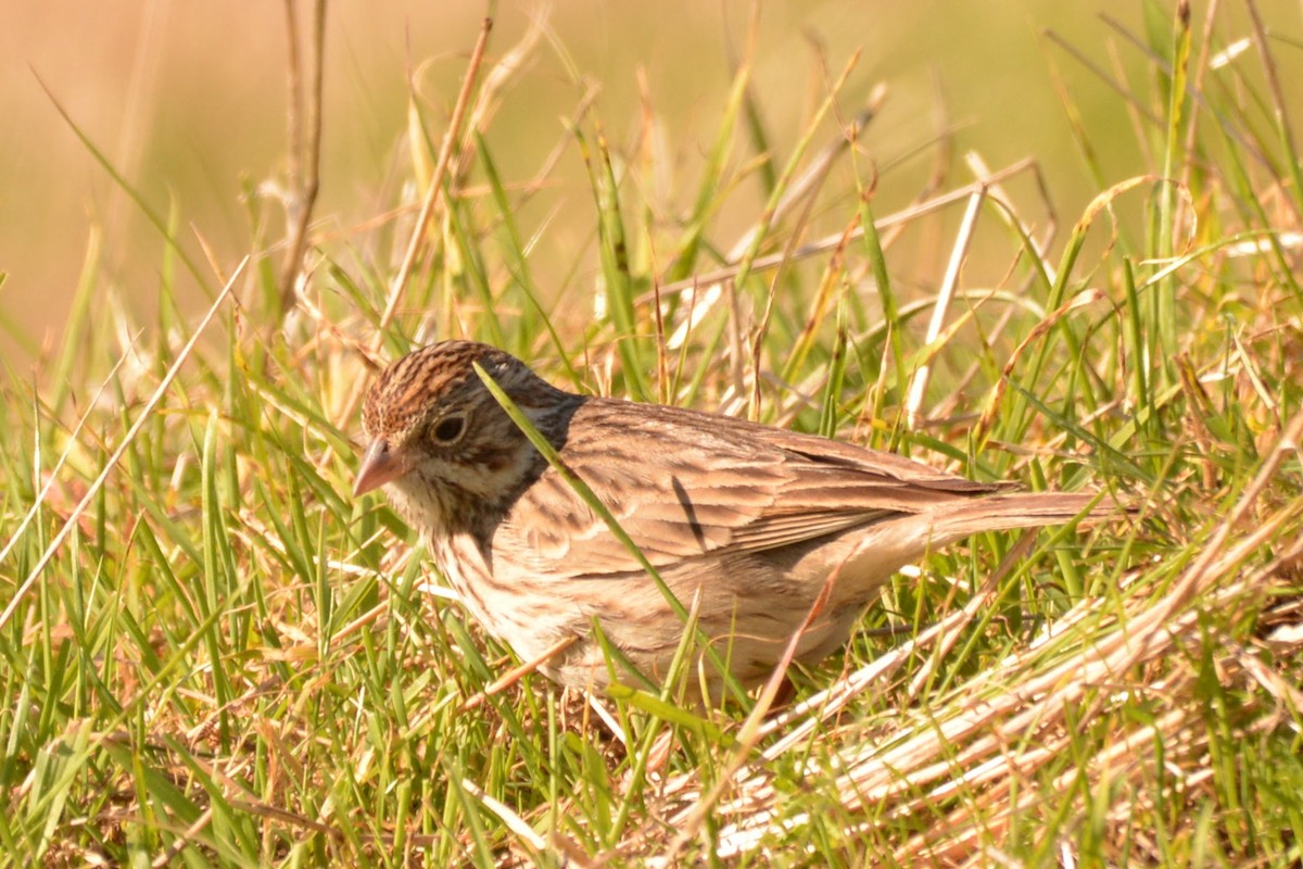 Vesper Sparrow - ML629021405