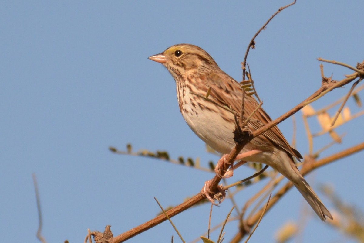 Savannah Sparrow - ML629021450