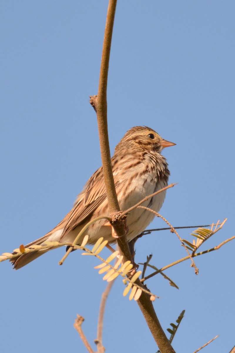 Savannah Sparrow - ML629021451