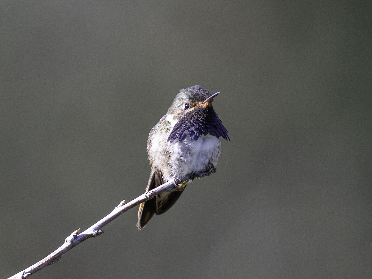 Volcano Hummingbird - ML629021462