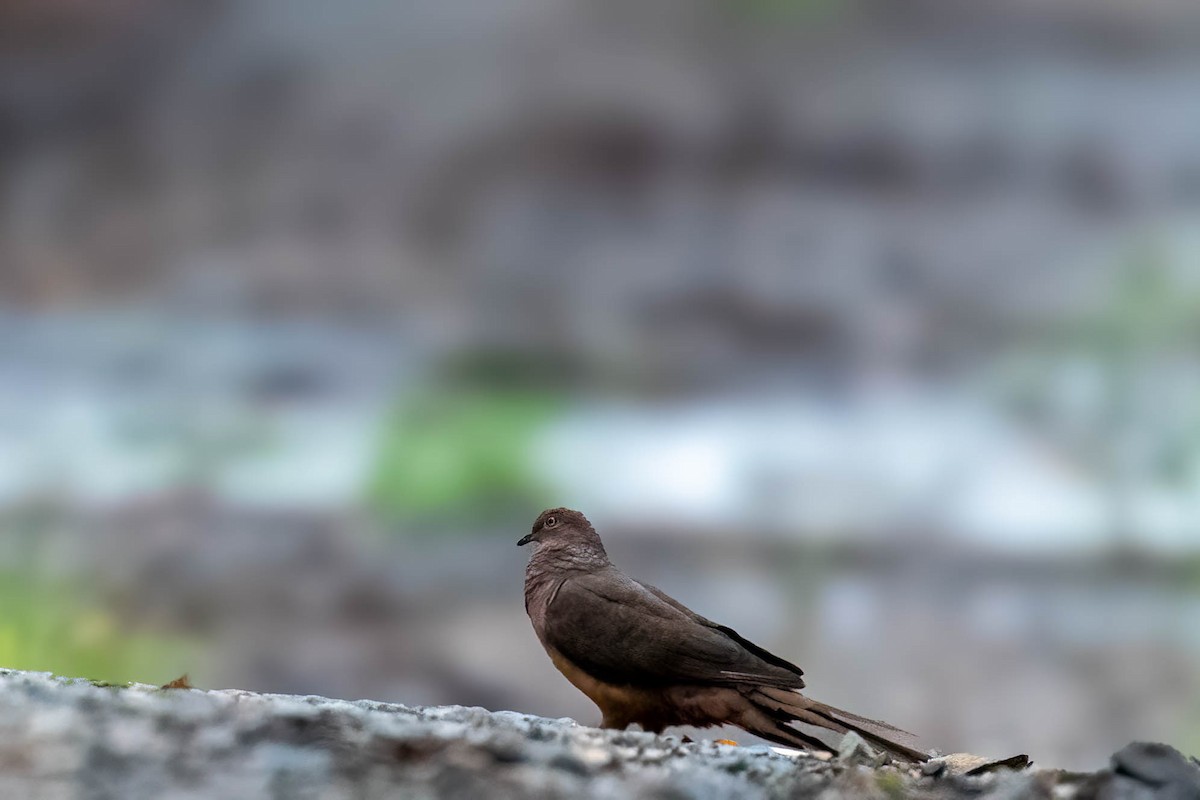 Brown Cuckoo-Dove - ML629021525