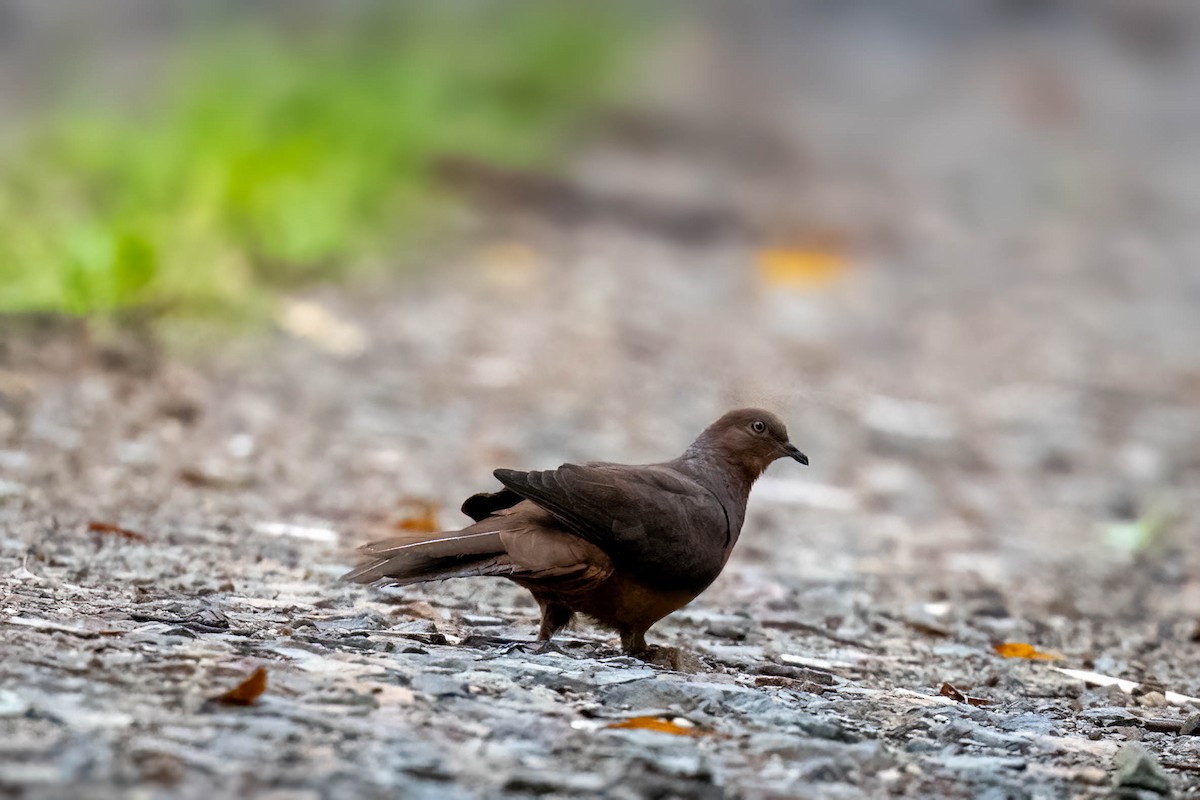 Brown Cuckoo-Dove - ML629021526