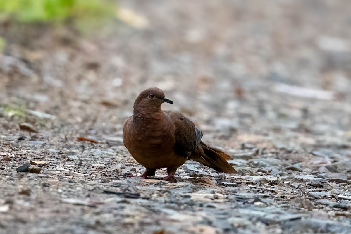 Brown Cuckoo-Dove - ML629021533