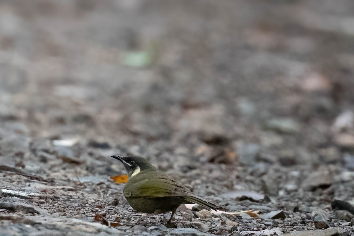 Lewin's Honeyeater - ML629021553