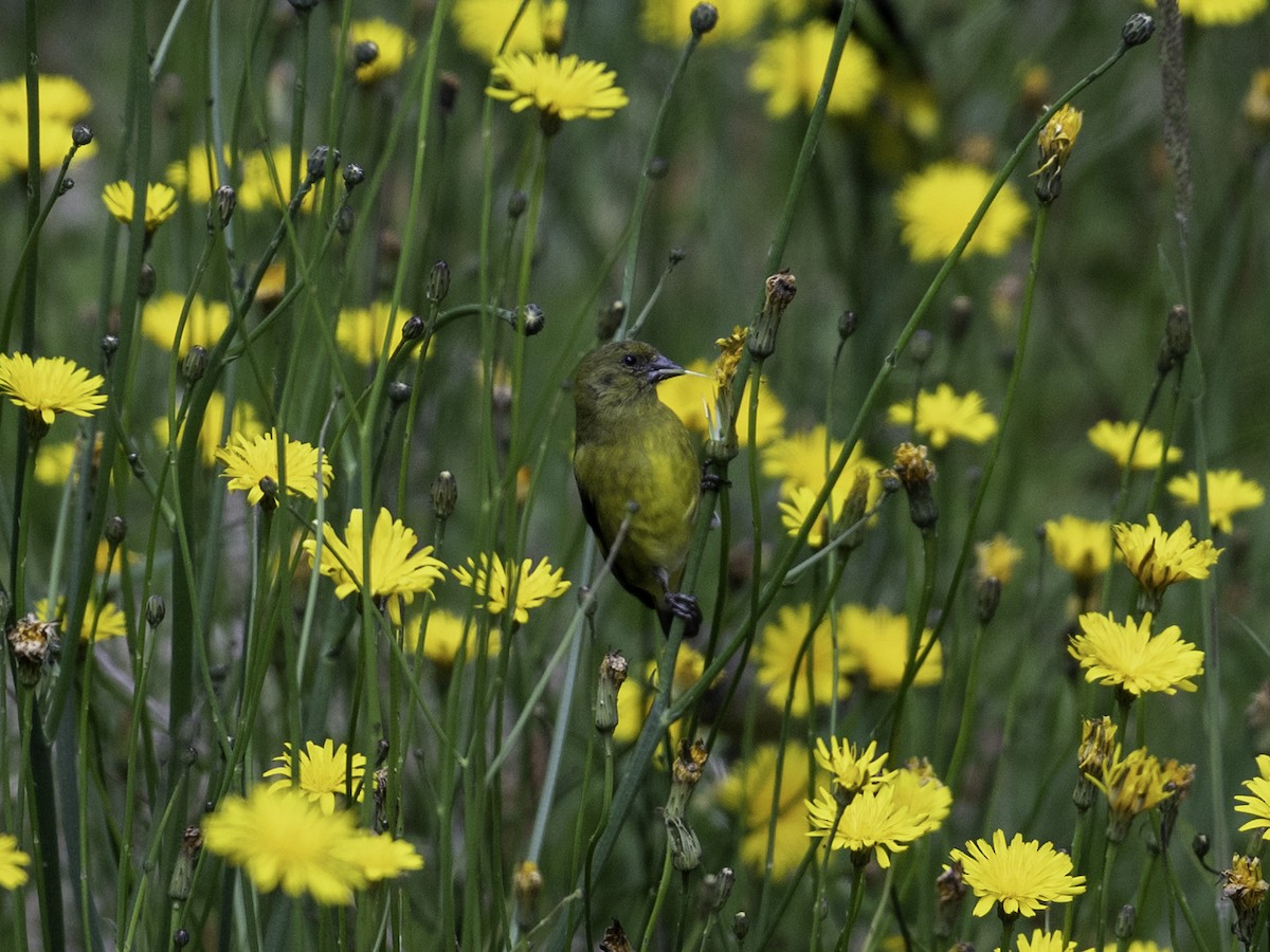 Tarin à ventre jaune - ML629021567