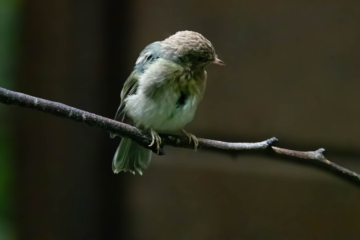 Eastern Yellow Robin - ML629021573