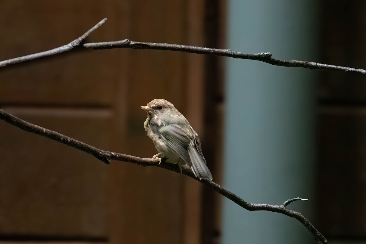 Eastern Yellow Robin - ML629021574