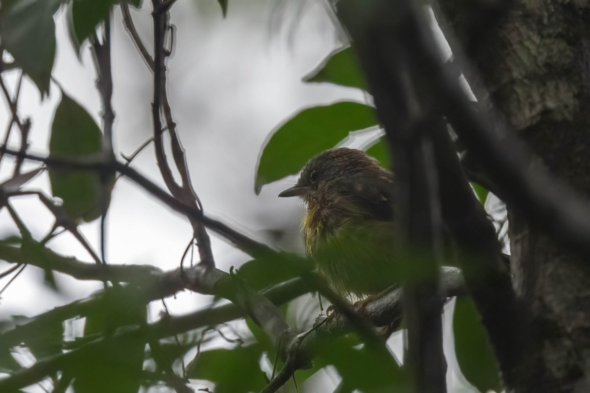 Eastern Yellow Robin - ML629021575