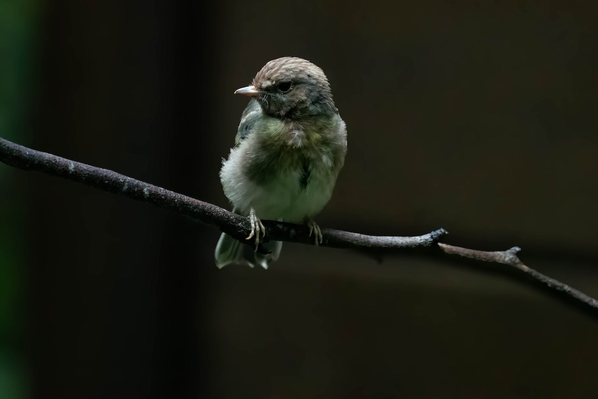 Eastern Yellow Robin - ML629021576