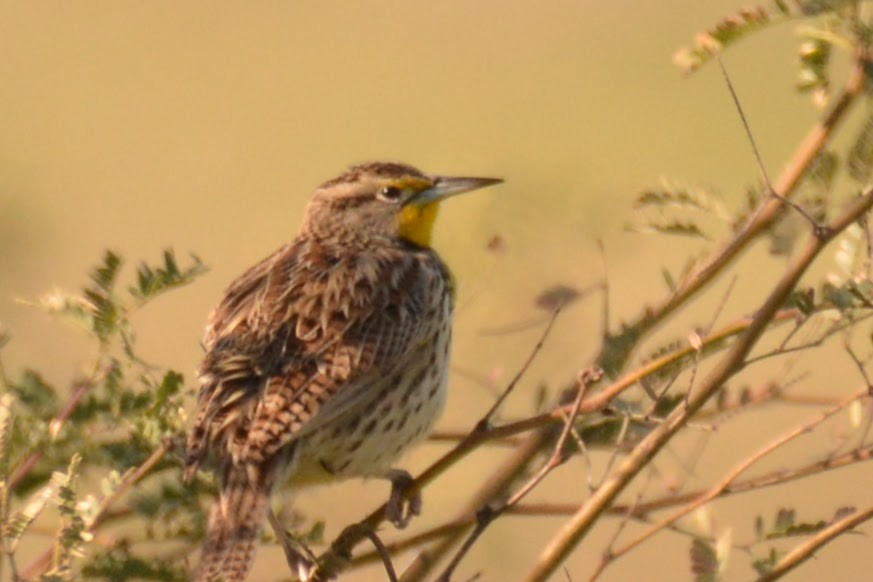 Western Meadowlark - ML629021609