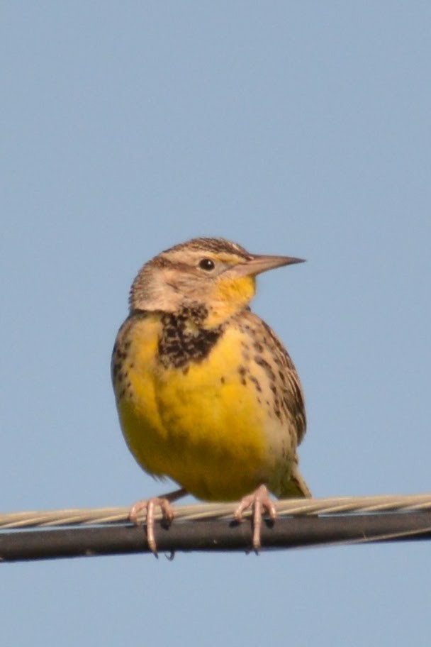 Western Meadowlark - ML629021610