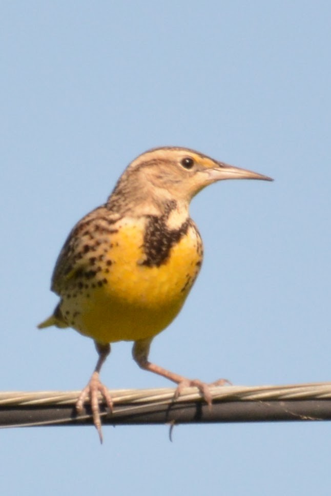 Western Meadowlark - ML629021611