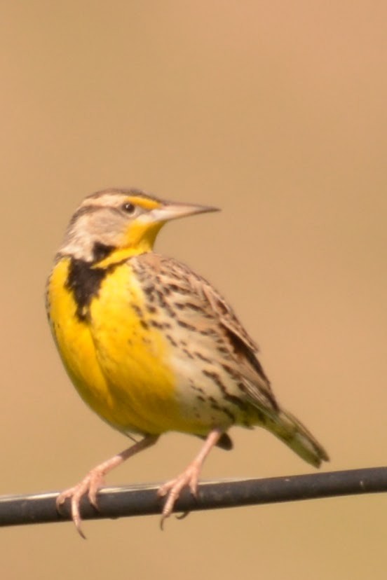 Western Meadowlark - ML629021612