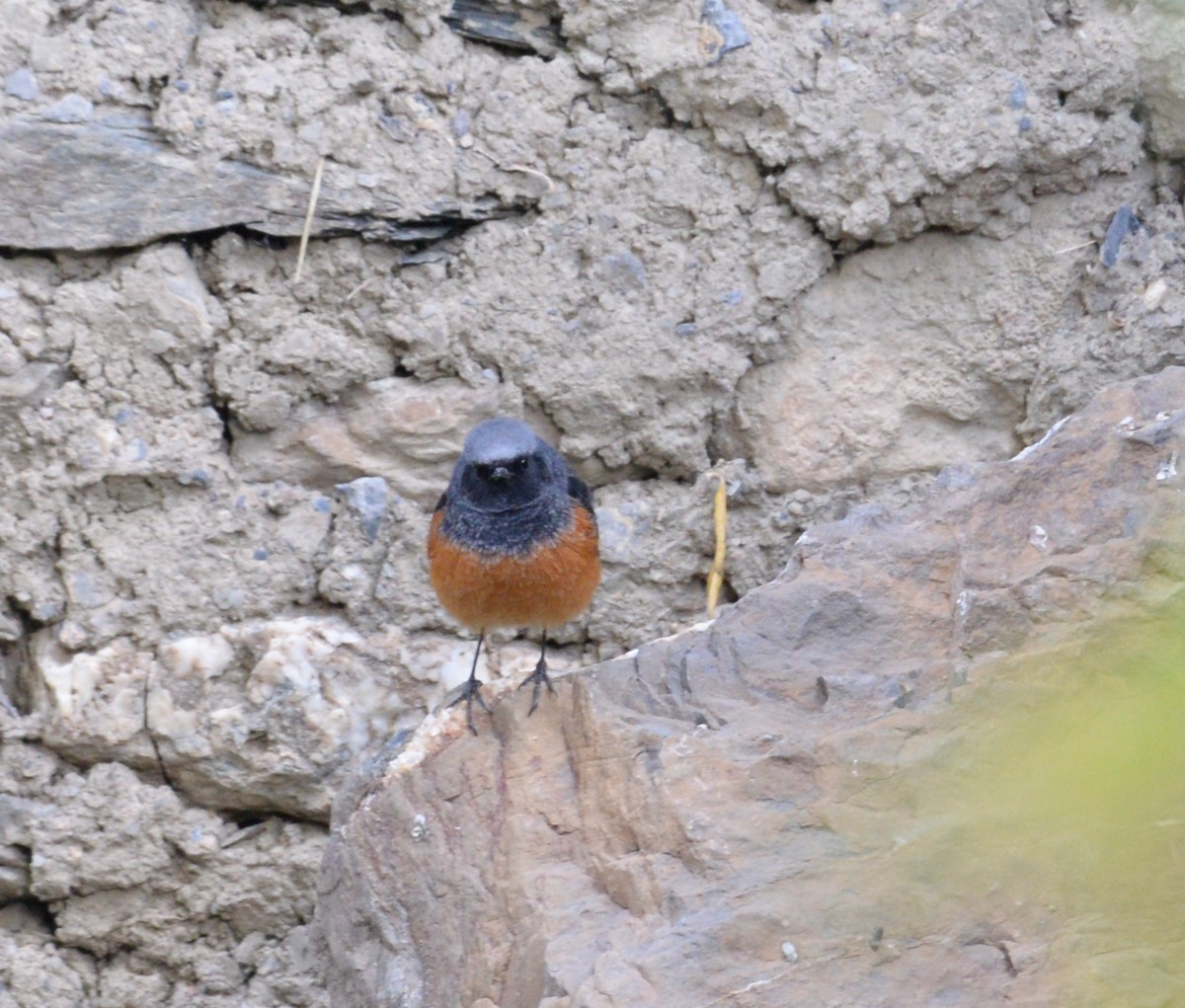 Blue-fronted Redstart - ML629021638