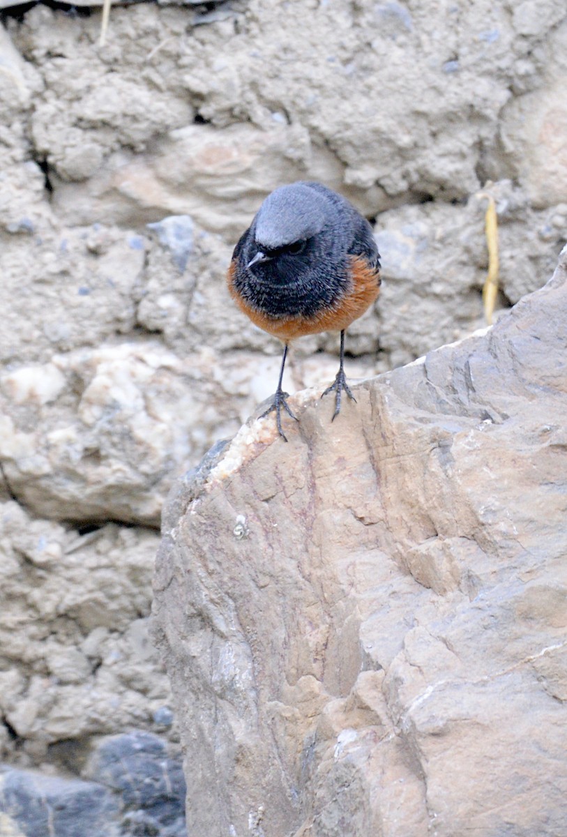 Blue-fronted Redstart - ML629021641