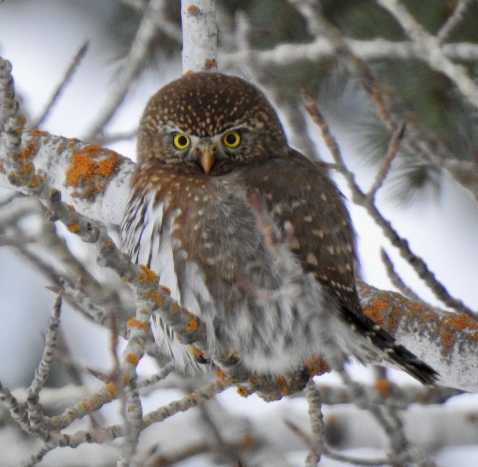 Northern Pygmy-Owl - ML629021650