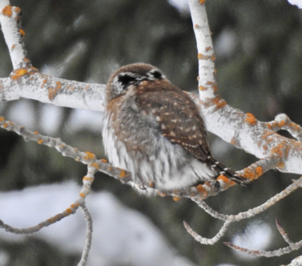 Northern Pygmy-Owl - ML629021651