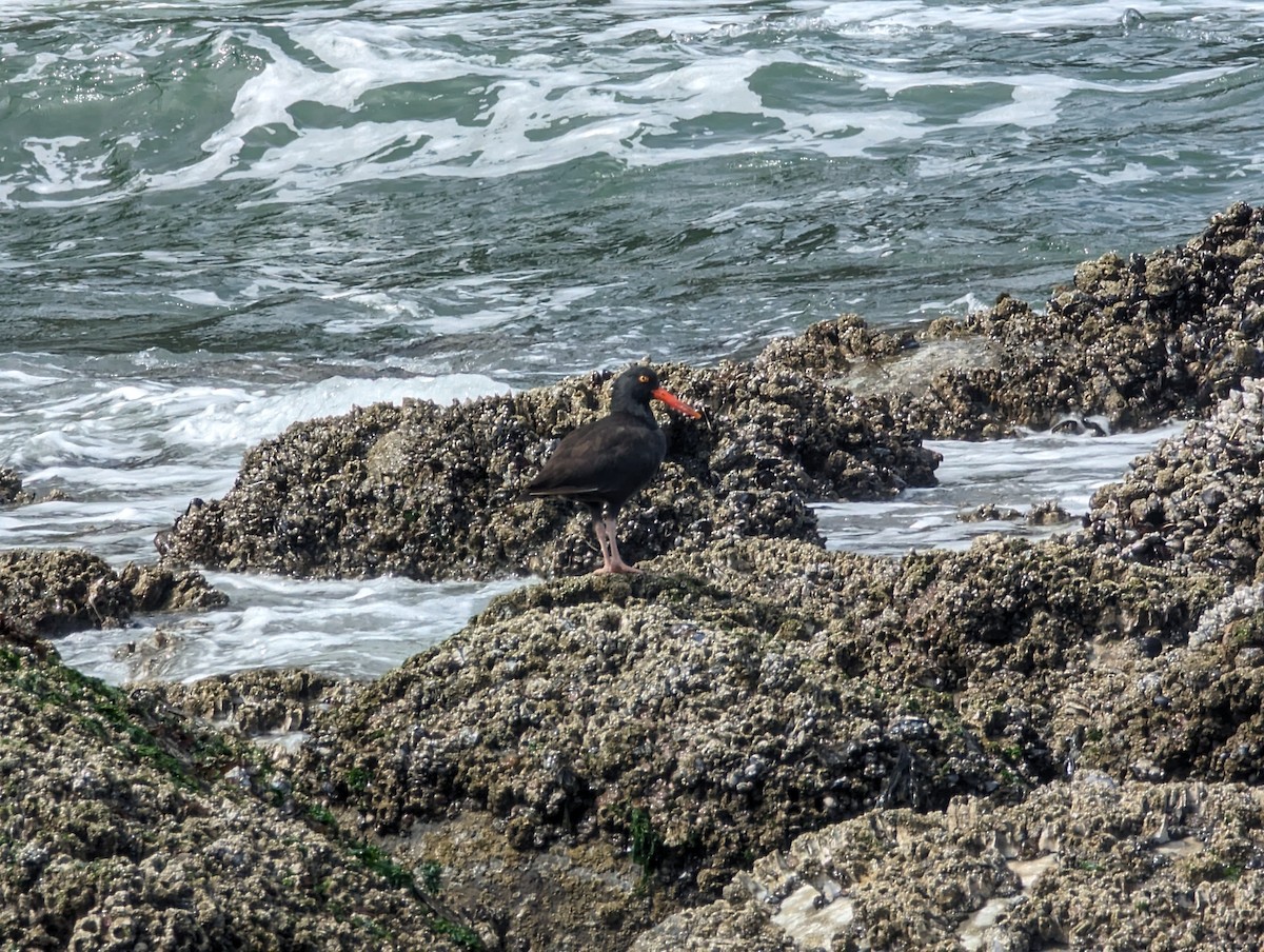 Black Oystercatcher - ML629021679
